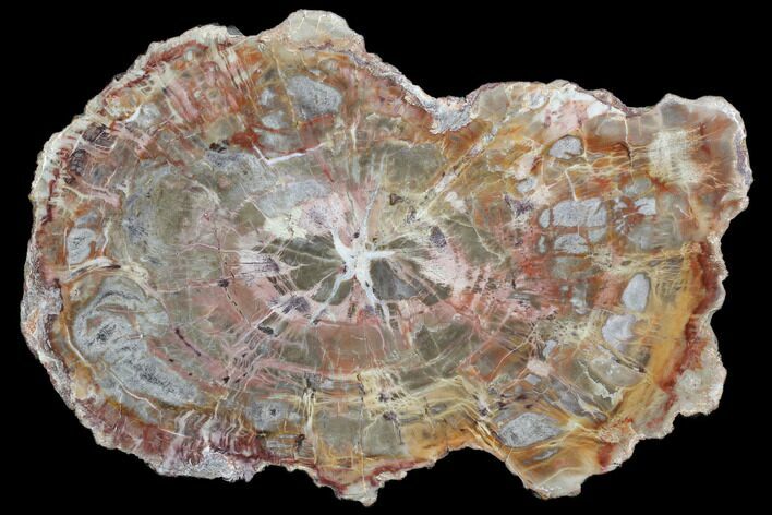 Polished Petrified Wood (Araucaria) Round - Arizona #149955